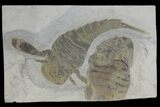 Eurypterus (Sea Scorpion) Fossil With Partial - New York #173028-1